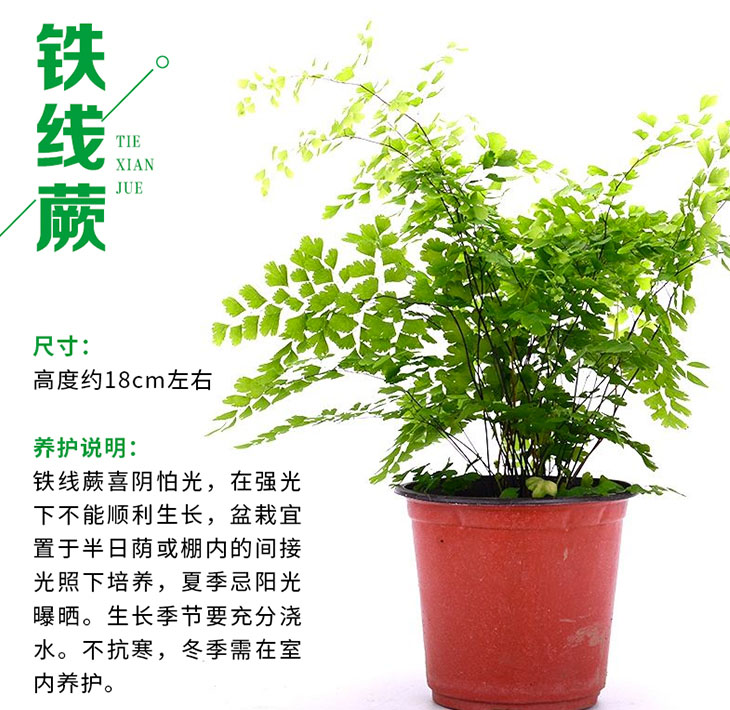 O1CN01QhtO5d1tO7ifkICZj_!!3498715891.jpg O1CN01QhtO5d1tO7ifkICZj_!!3498715891.jpg